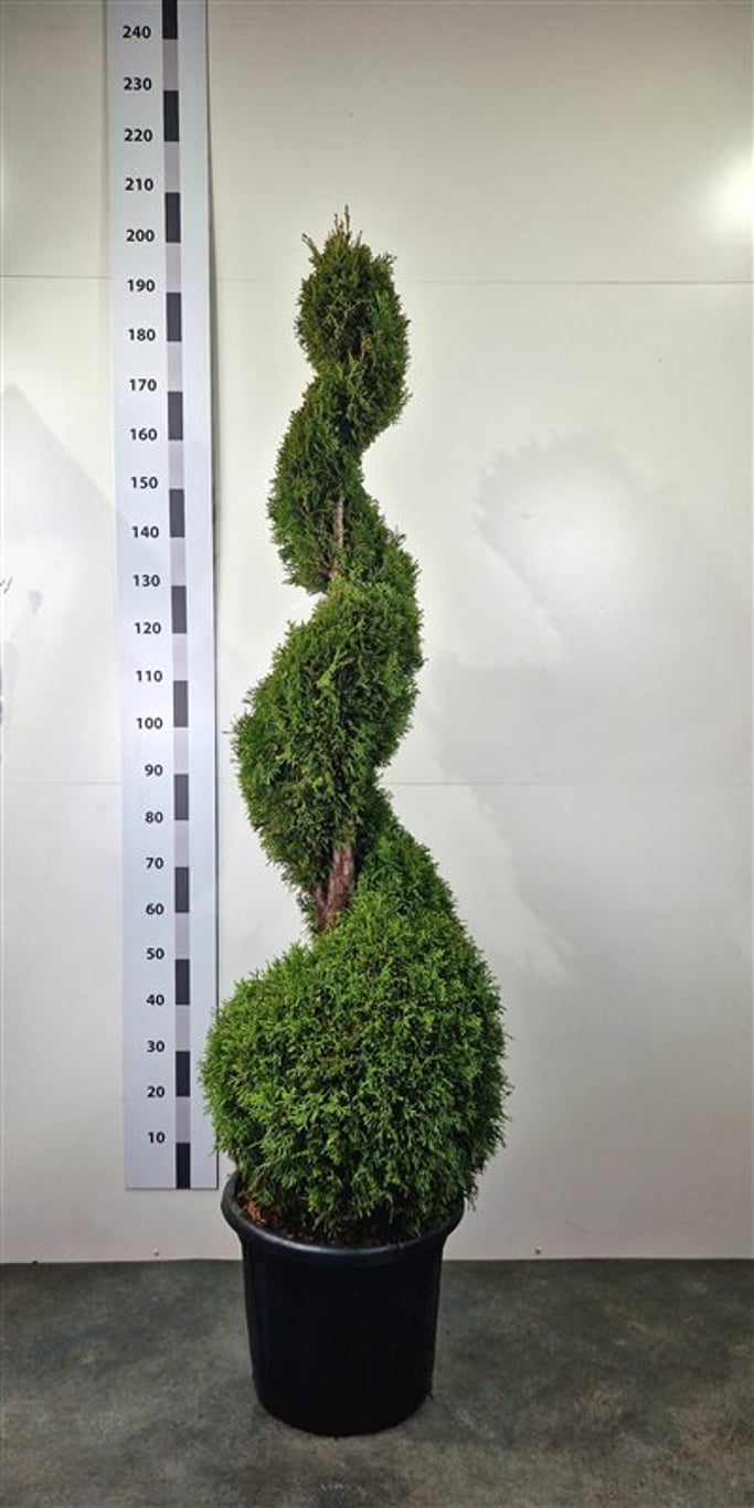 Thuja occ. 'Smaragd' - 140-160 CM Spiral Cont.